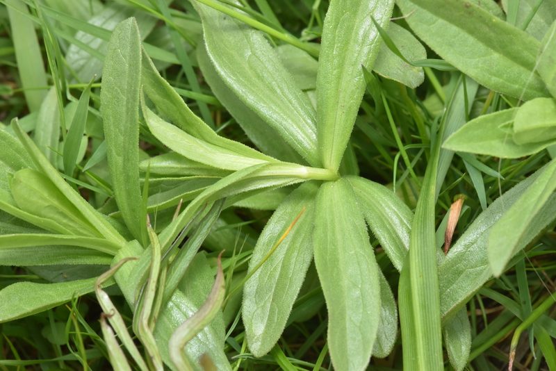 Sericocarpus rigidus, photographed by Braden J. Judson