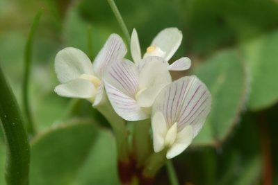 Trifolium subterraneum, photographed by Braden J. Judson