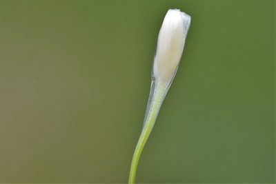 Isoetes nuttallii, photographed by Braden J. Judson