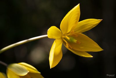 Tulipa sylvestris, photographed by Tina Ellegaard Poulsen