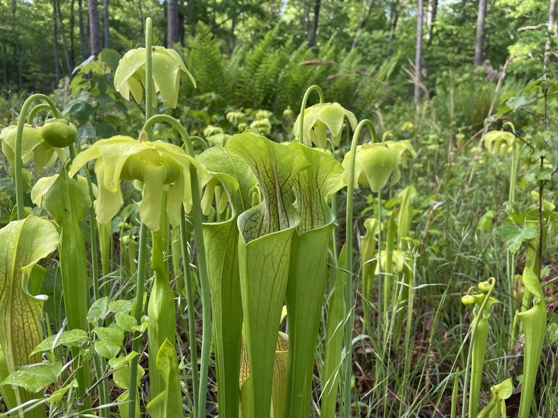 Sarracenia oreophila, photographed by Farren Dell Rossman
