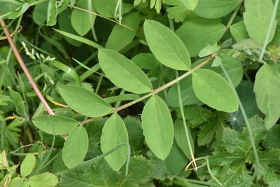 Lathyrus nevadensis, photographed by Braden J. Judson
