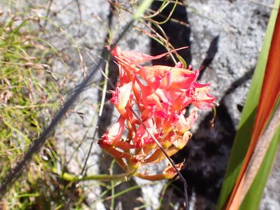Disa ferruginea, photographed by Jean-Paul Boerekamps