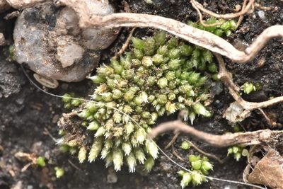 Bryum argenteum, photographed by Braden J. Judson