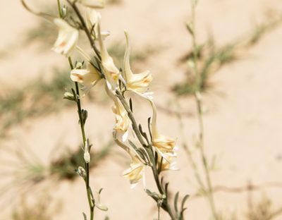 Delphinium leptocarpum, photographed by Вячеслав Юсупов