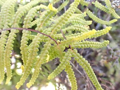 Gleichenia polypodioides, photographed by Jean-Paul Boerekamps