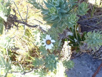 Osmitopsis asteriscoides, photographed by Jean-Paul Boerekamps