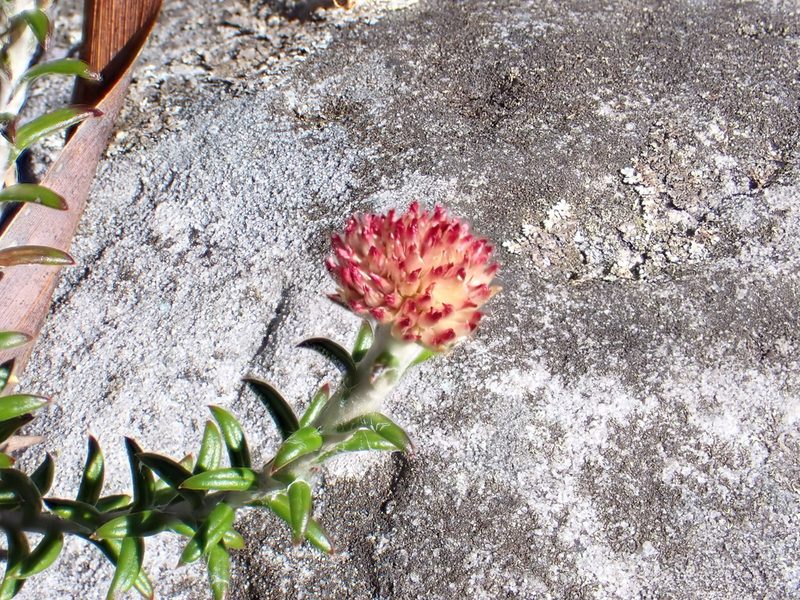 Anaxeton arborescens, photographed by Jean-Paul Boerekamps