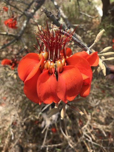 Erythrina velutina, photographed by vitordematos12