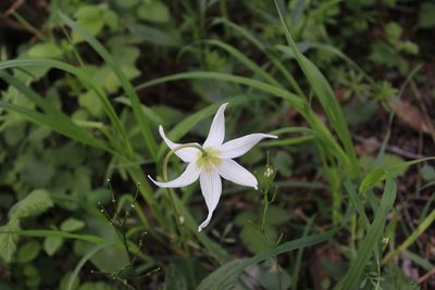 Erythronium oregonum