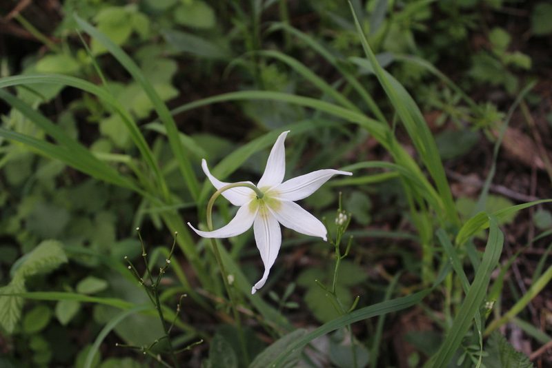 Erythronium oregonum, photographed by Michelle Norcéide