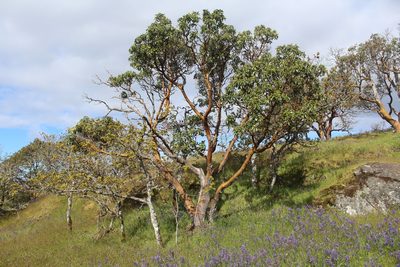Arbutus menziesii, photographed by Michelle Norcéide