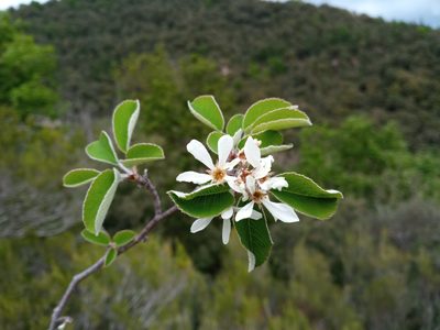 Amelanchier ovalis, photographed by Josep Gesti