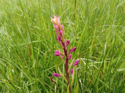 Anacamptis laxiflora, photographed by Josep Gesti