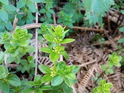 Cruciata glabra, photographed by Josep Gesti