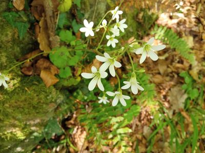 Saxifraga granulata, photographed by Josep Gesti