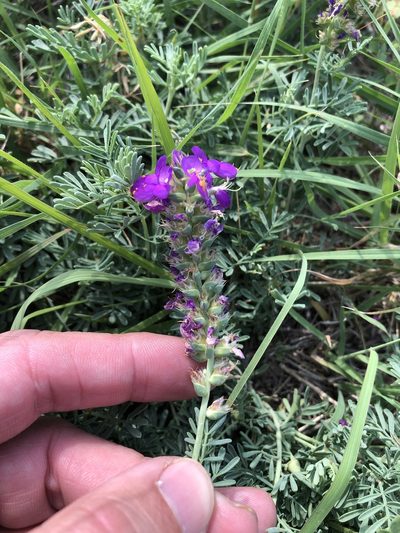 Dalea lasiathera, photographed by Sam Kieschnick