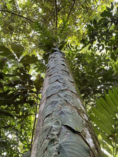 Monstera tenuis, photographed by Noah Yawn