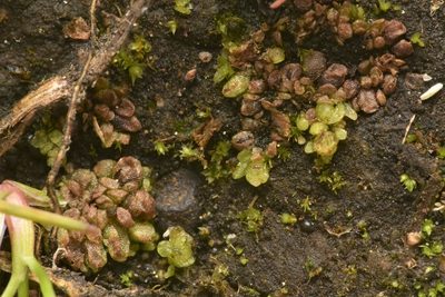 Sphaerocarpos texanus, photographed by Braden J. Judson