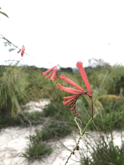 Spigelia pulchella, photographed by vitordematos12