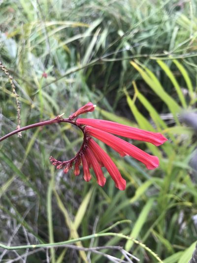 Spigelia pulchella, photographed by vitordematos12