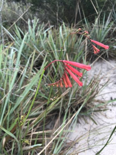 Spigelia pulchella, photographed by vitordematos12