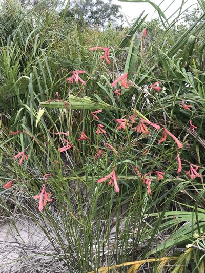 Spigelia pulchella, photographed by vitordematos12