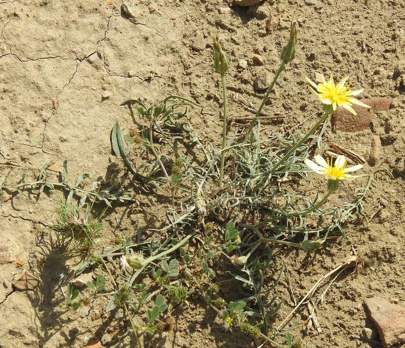 Scorzonera laciniata, photographed by Konstantin Grebennikov