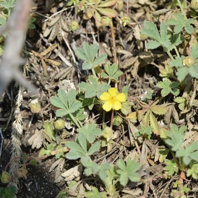 Potentilla incana, photographed by Petr Harant
