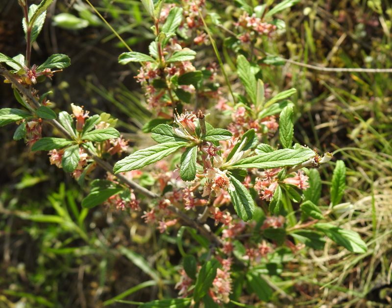 Prunus incana, photographed by Konstantin Grebennikov