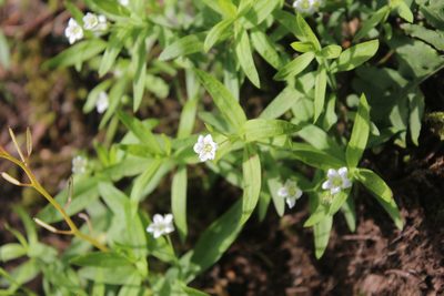 Moehringia macrophylla, photographed by Michelle Norcéide