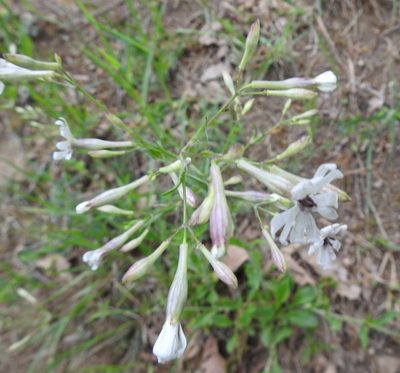 Silene italica, photographed by Konstantin Grebennikov