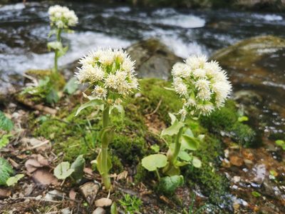 Petasites albus, photographed by Thor-Rune Hansen