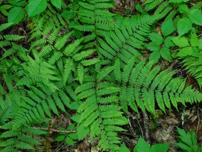 Athyrium asplenioides, photographed by Michael J. Papay