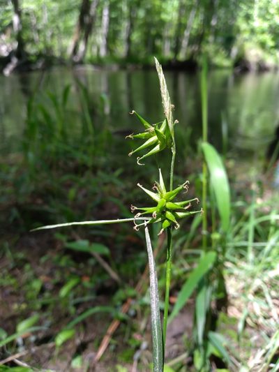 Carex lonchocarpa, photographed by Scott Ward
