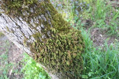 Dendroalsia abietina, photographed by Michelle Norcéide