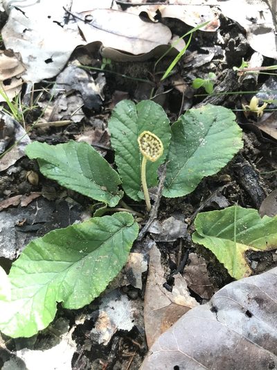 Dorstenia brasiliensis, photographed by vitordematos12