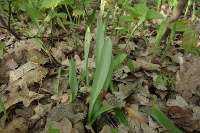 Tulipa sylvestris, photographed by Aleksei Baushev