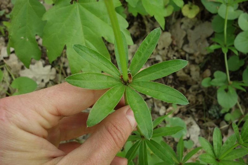 Galium pseudorivale, photographed by Aleksei Baushev