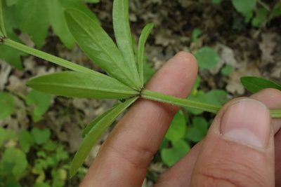 Galium pseudorivale, photographed by Aleksei Baushev
