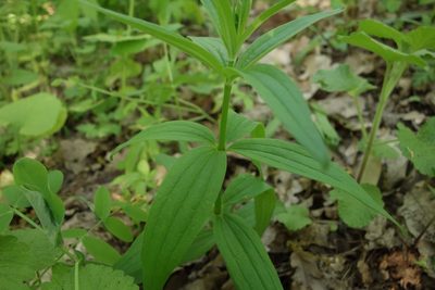 Galium rubioides, photographed by Aleksei Baushev