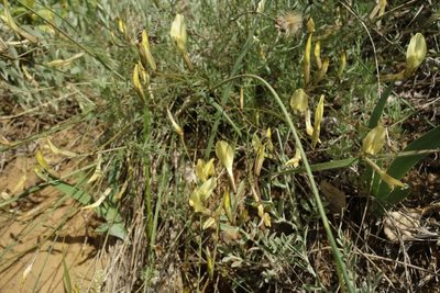 Astragalus ucrainicus, photographed by Aleksei Baushev