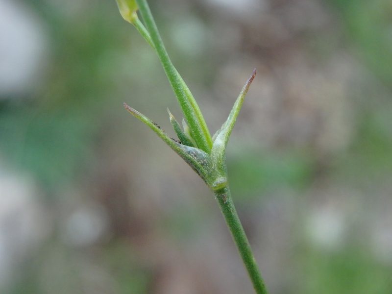 Minuartia rostrata, photographed by Daniel Cahen