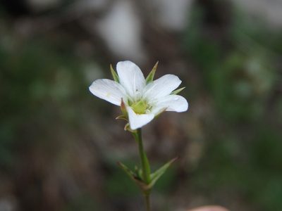 Minuartia rostrata, photographed by Daniel Cahen