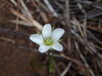 Minuartia rostrata, photographed by Daniel Cahen