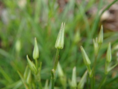Minuartia rostrata, photographed by Daniel Cahen