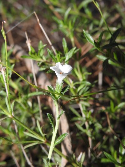 Lithodora hispidula, photographed by Yves Bas