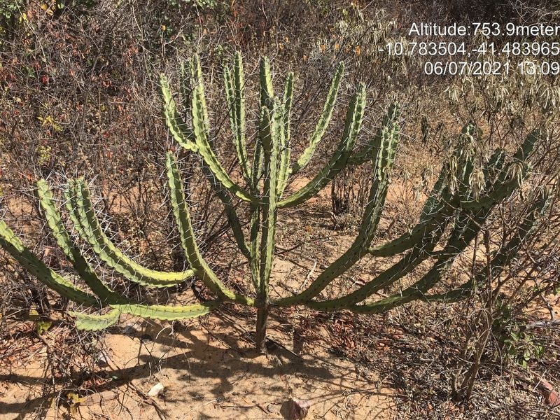 Xiquexique tuberculatus, photographed by vitordematos12