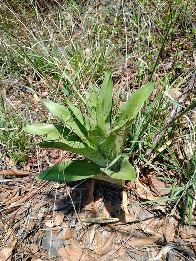 Agave scabra, photographed by Jordi Martínez Martínez