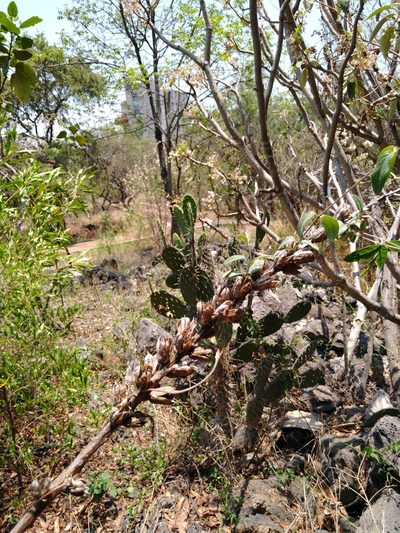 Agave scabra, photographed by Jordi Martínez Martínez